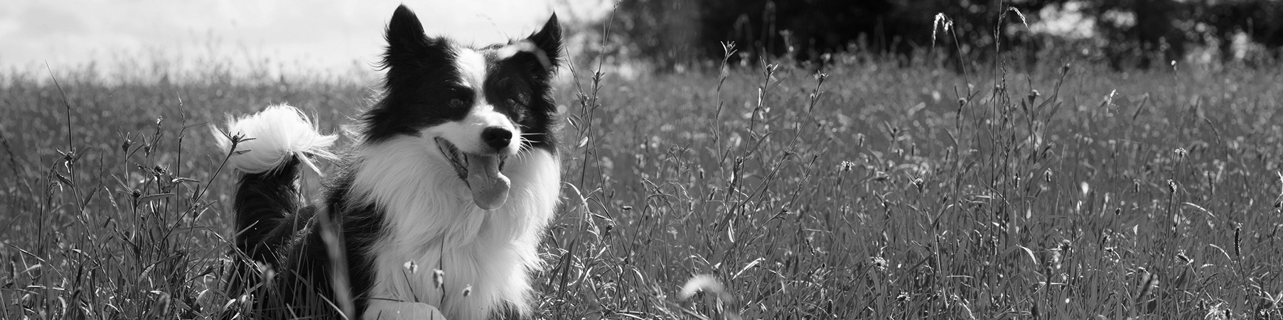 Northern California Border Collie Rescue & Adoptions