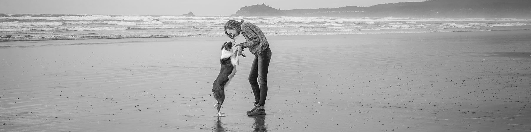 Northern California Border Collie Rescue & Adoptions