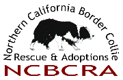 Northern California Border Collie Rescue & Adoptions