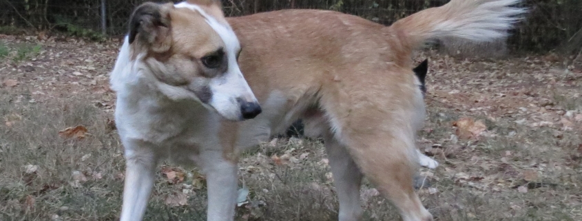 Eddie Northern California Border Collie Rescue Adoptions