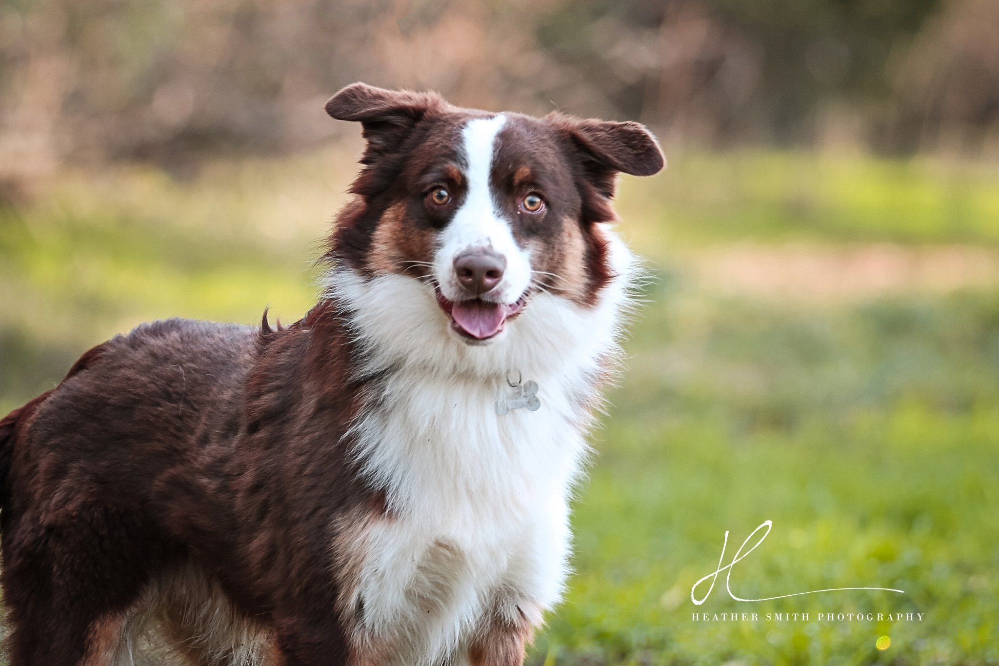 Adopted Toby Northern California Border Collie Rescue Adoptions
