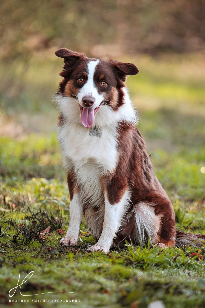 ADOPTED TOBY Northern California Border Collie Rescue