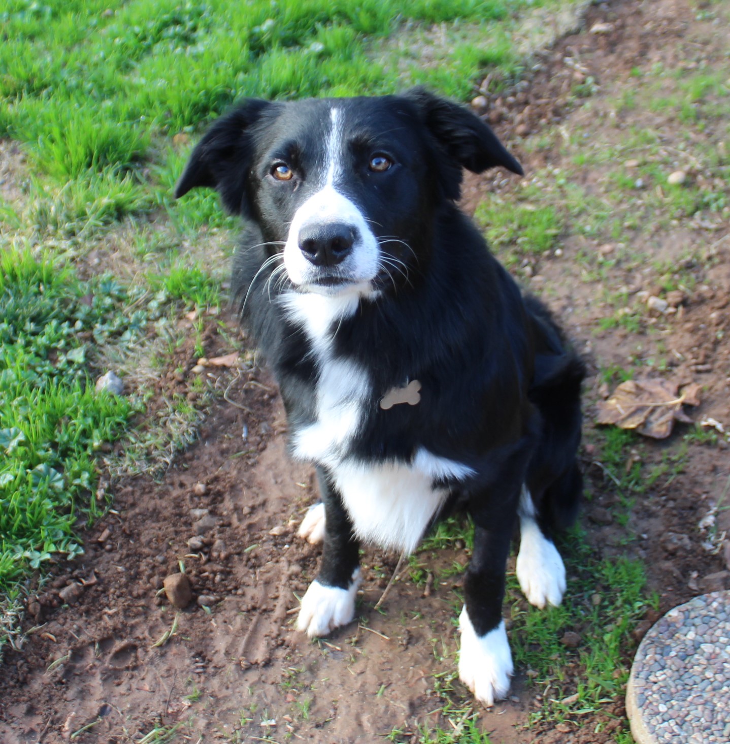 Border Collie Puppies For Adoption Near Me Red Fox