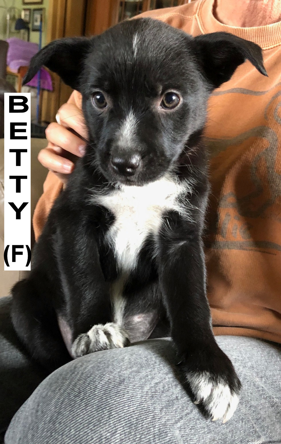 ADOPTED Roaring Twenties Puppies - Northern California Border Collie Rescue  & Adoptions