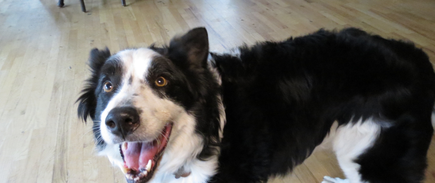 Meet ROCKY, a sweet 7 ½ year old boy of 55 pounds with a beautiful rough coat and classic black & white markings.