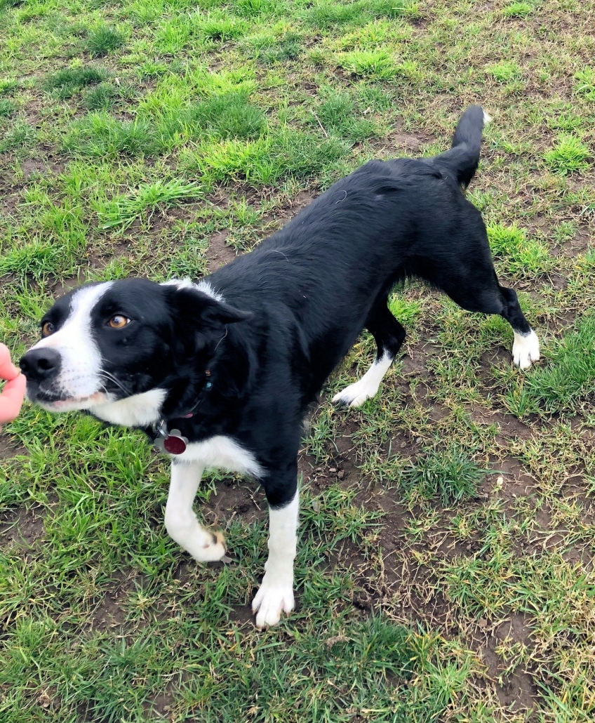 ADOPTED K.C. Northern California Border Collie Rescue