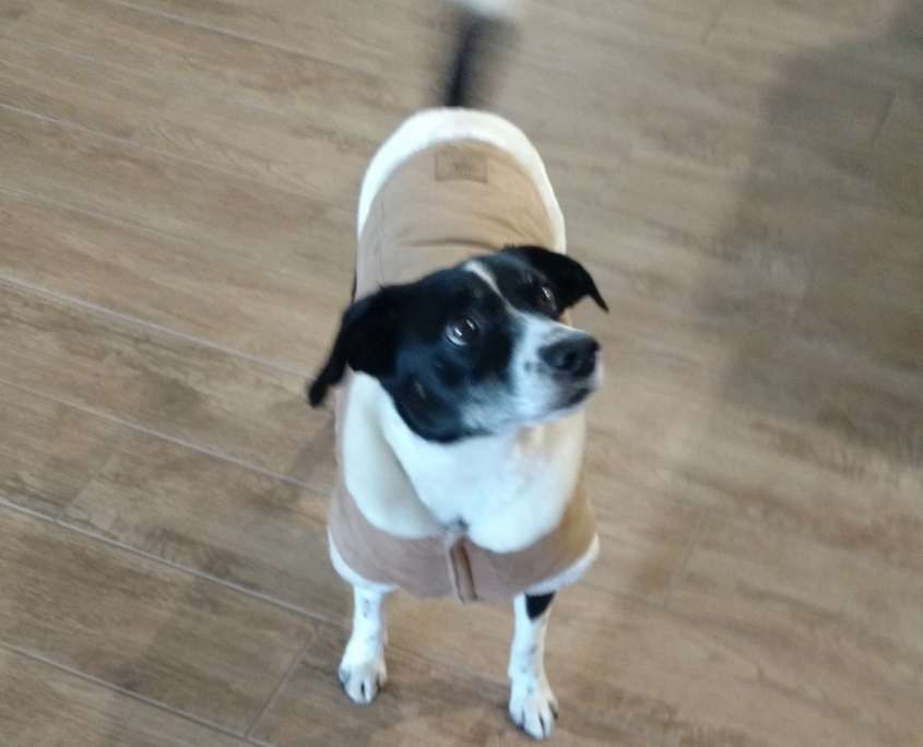 Northern California Border Collie Rescue & Adoptions