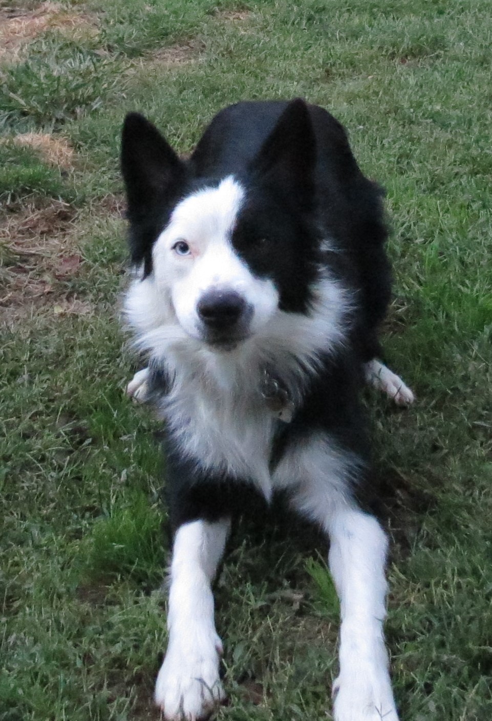 Adopted Teddy Northern California Border Collie Rescue