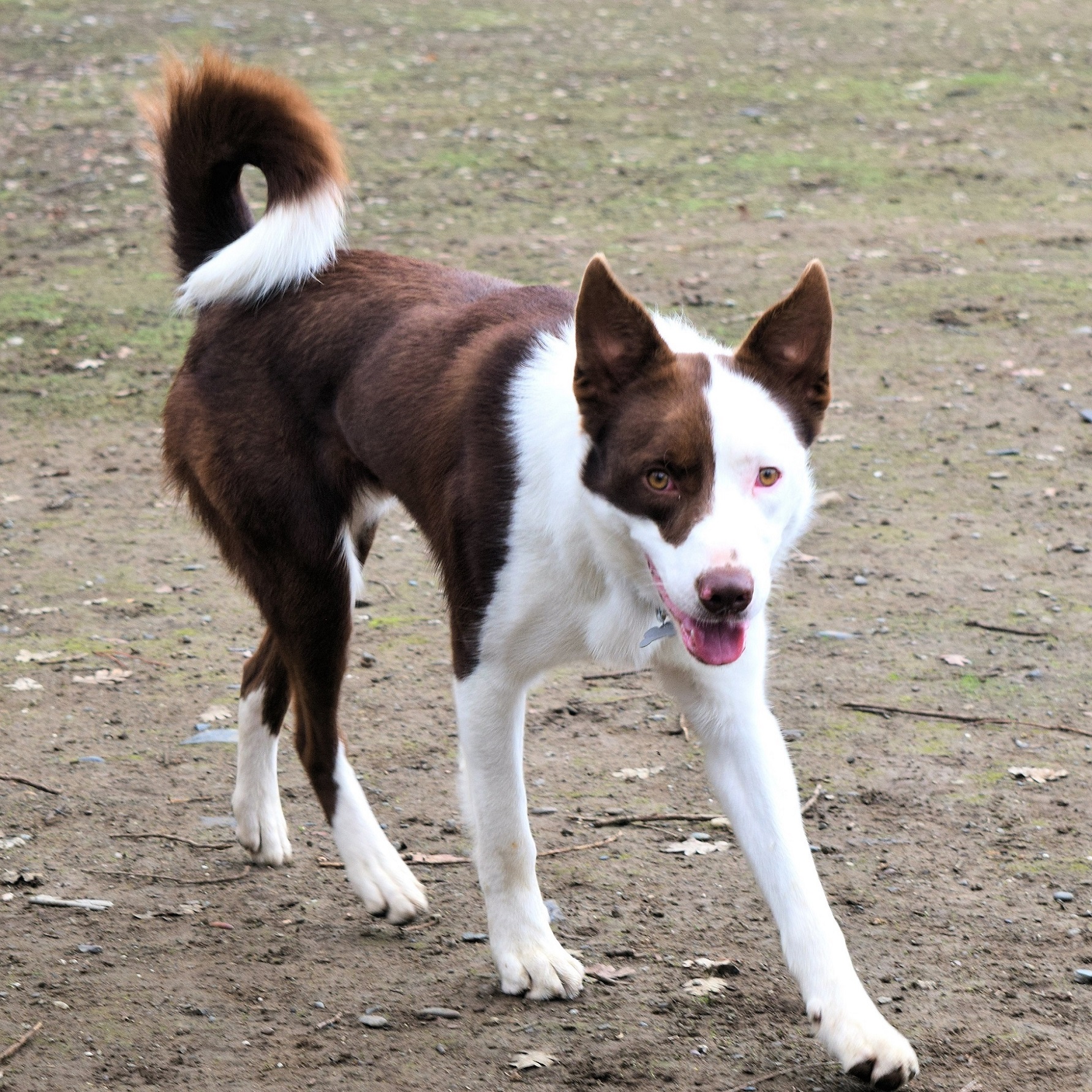 Adopted - Reed - Northern California Border Collie Rescue & Adoptions