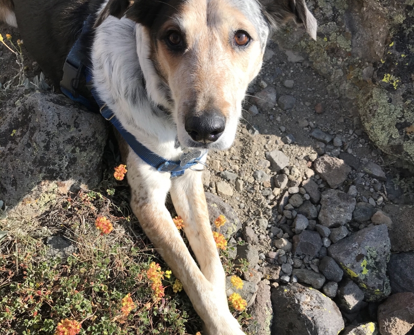 Northern California Border Collie Rescue & Adoptions