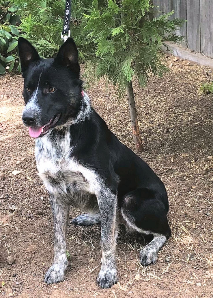 ADOPTED - BINGO - Northern California Border Collie Rescue & Adoptions