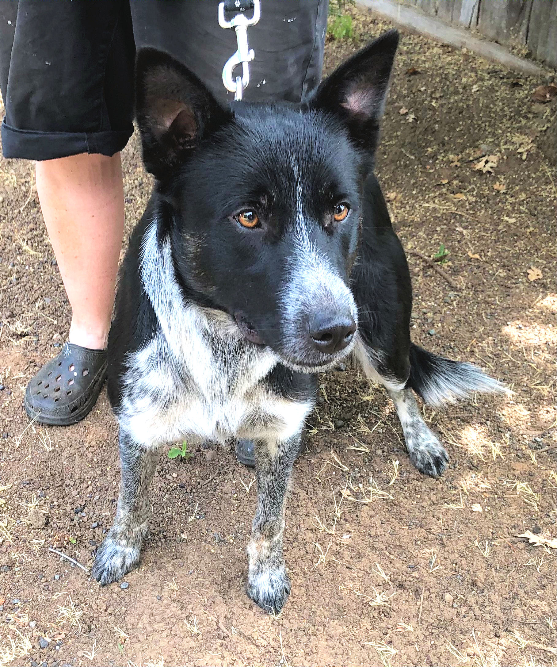 ADOPTED - BINGO - Northern California Border Collie Rescue & Adoptions