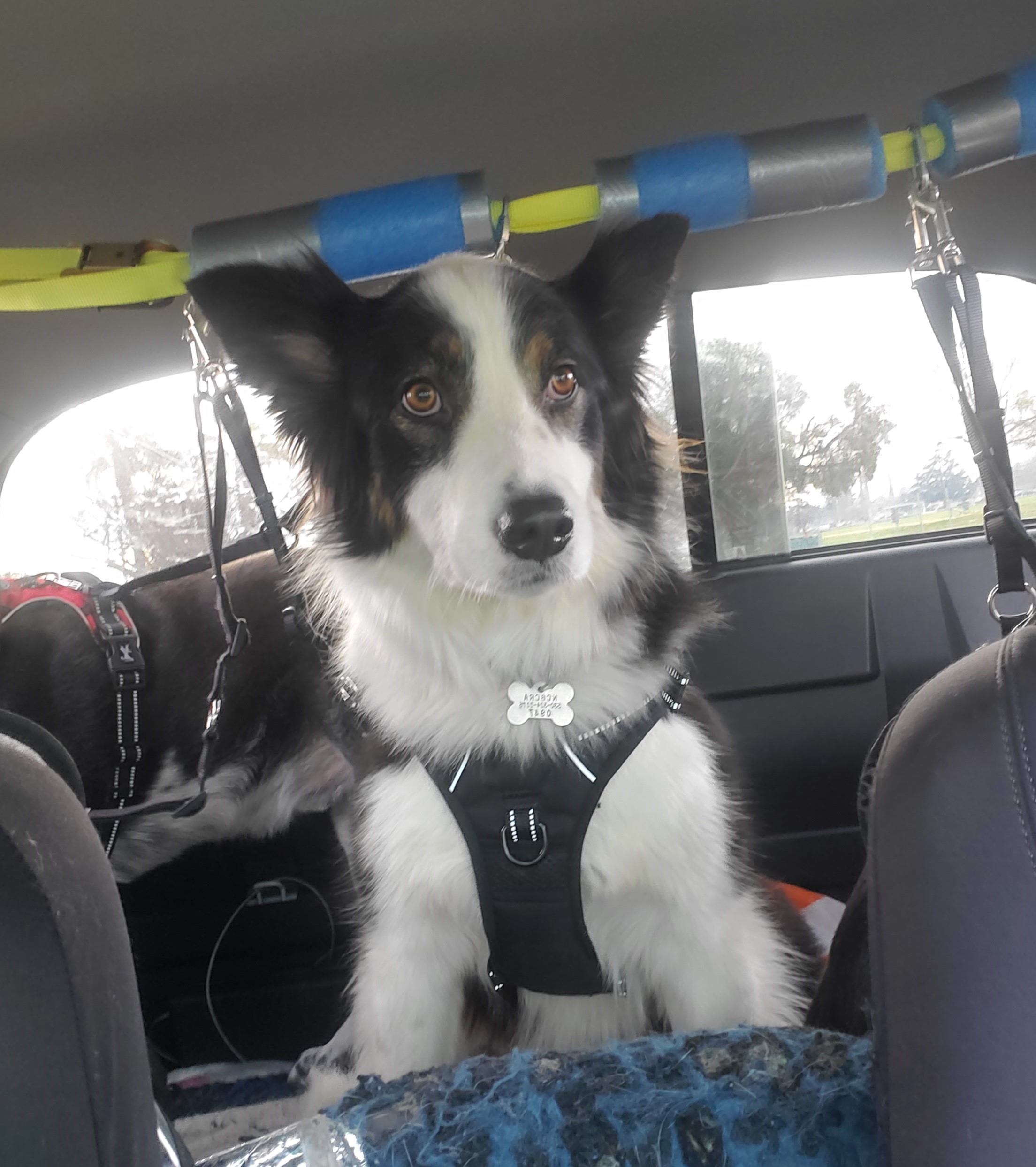 Border collies looking for loving new homes