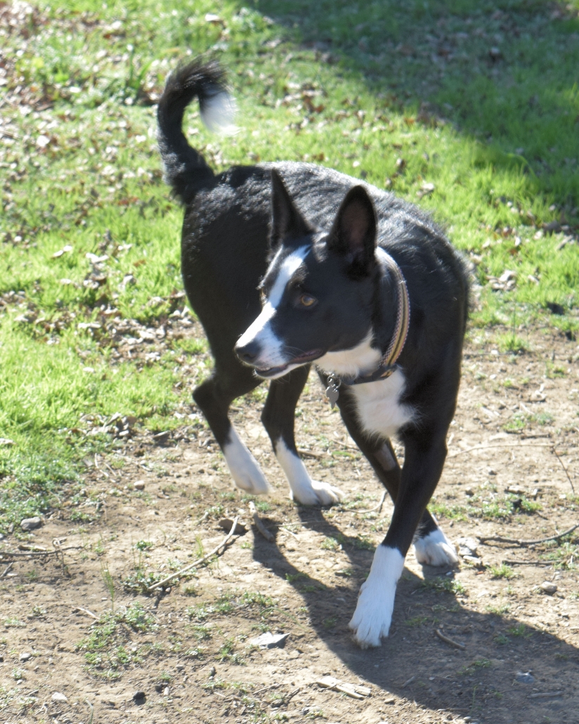 Basenji store border collie