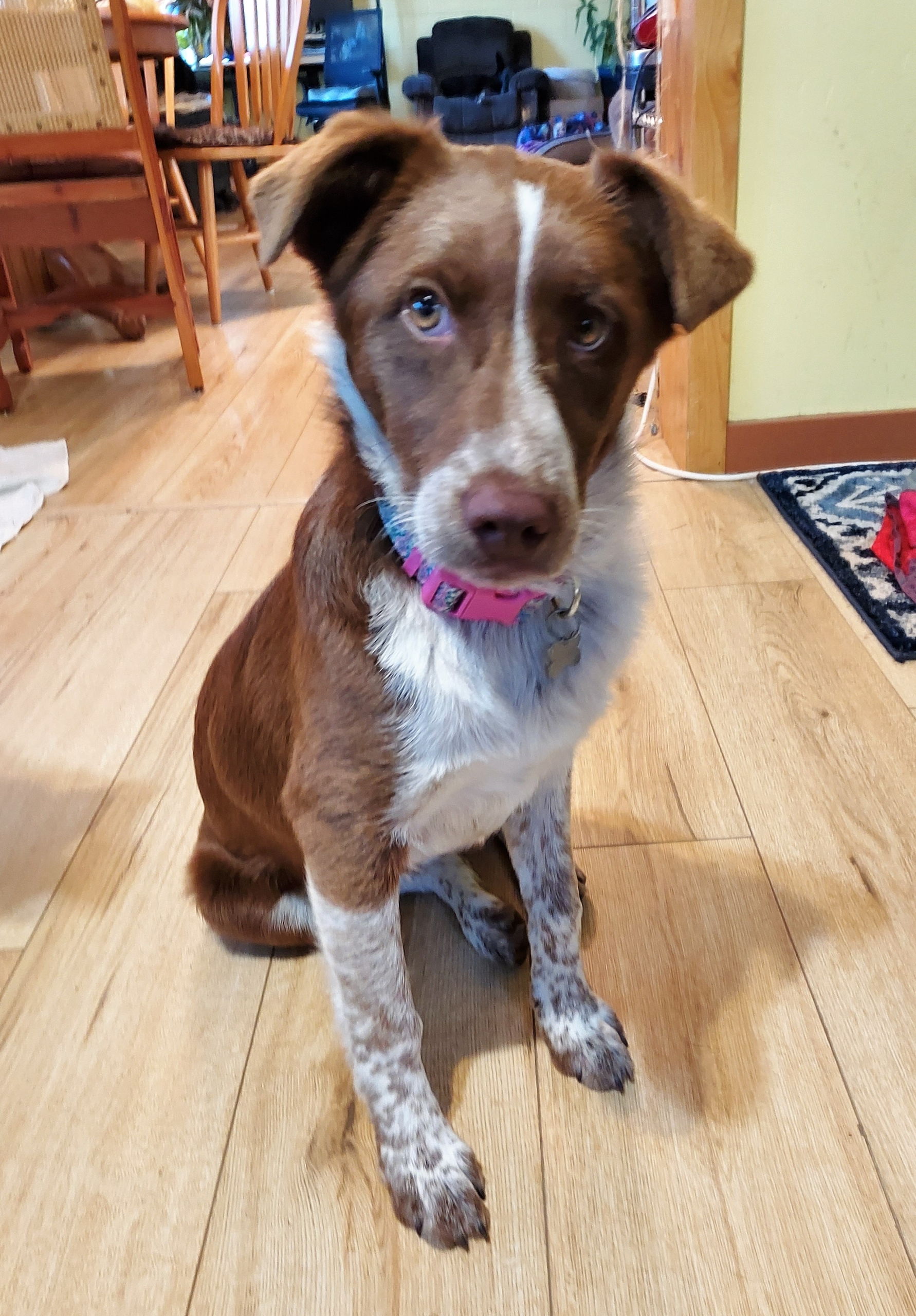 ADOPTED – DAISY DUKE - Northern California Border Collie Rescue & Adoptions