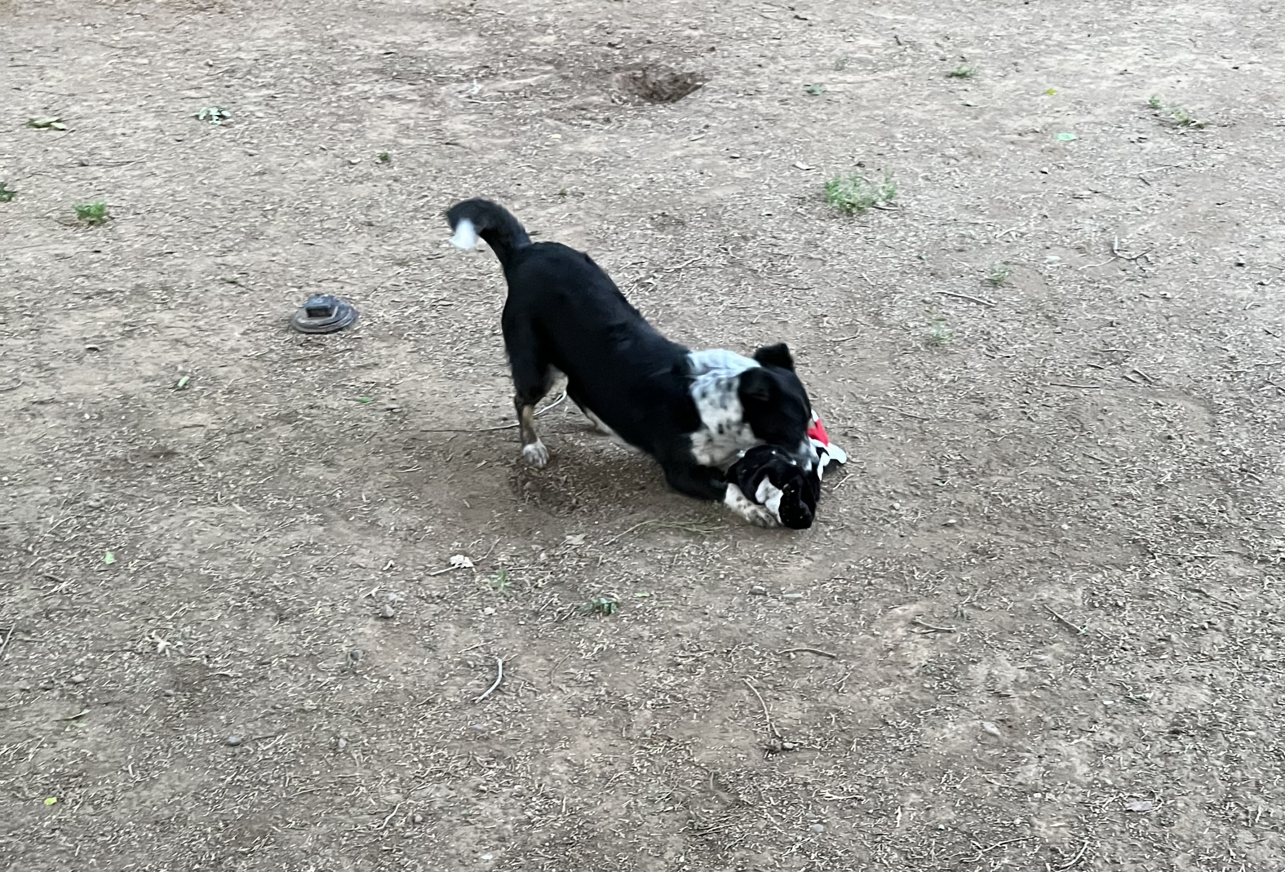 Border Collie - Sidewalk Dog