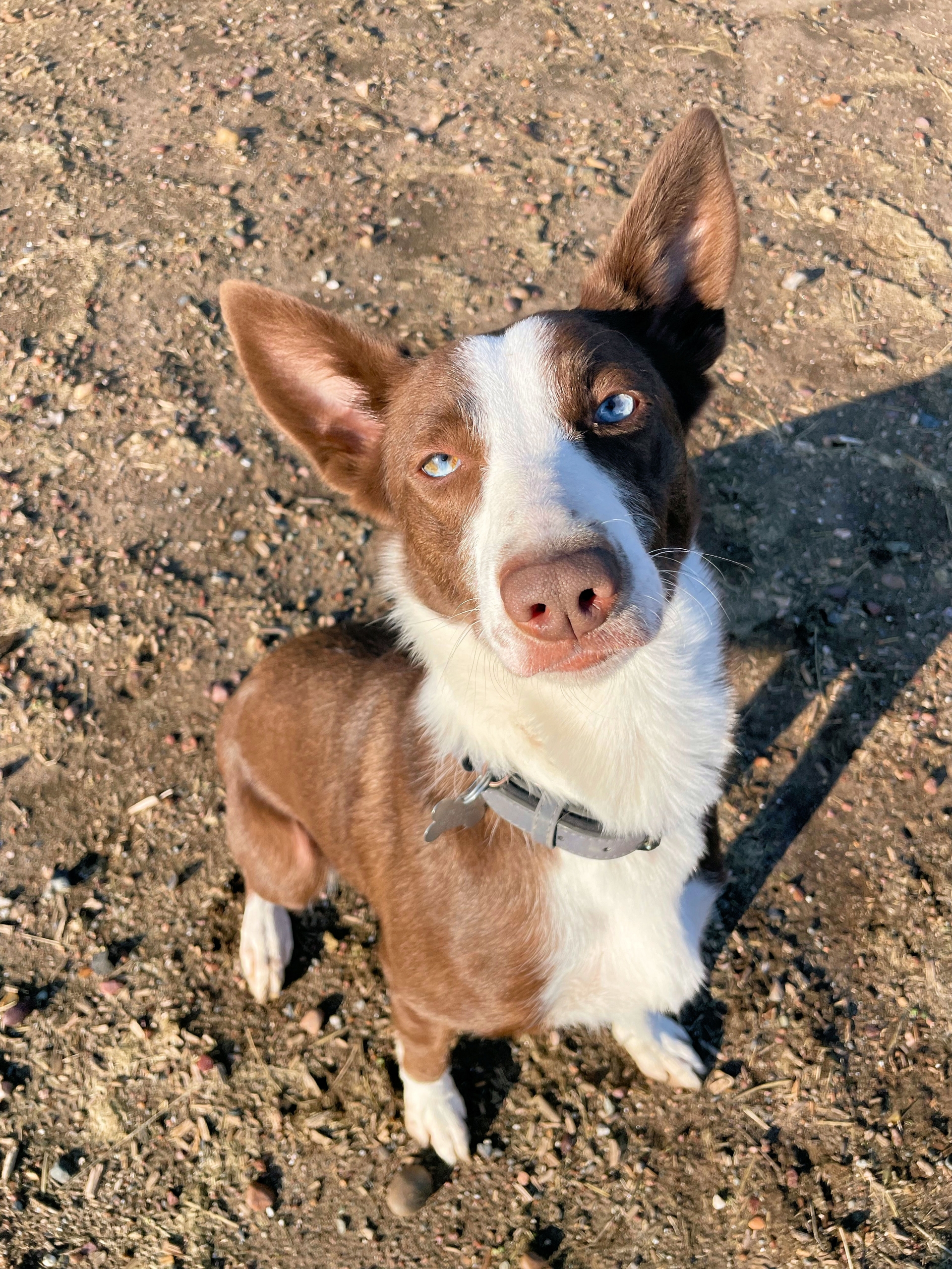 Australian red border shop collie smooth coat