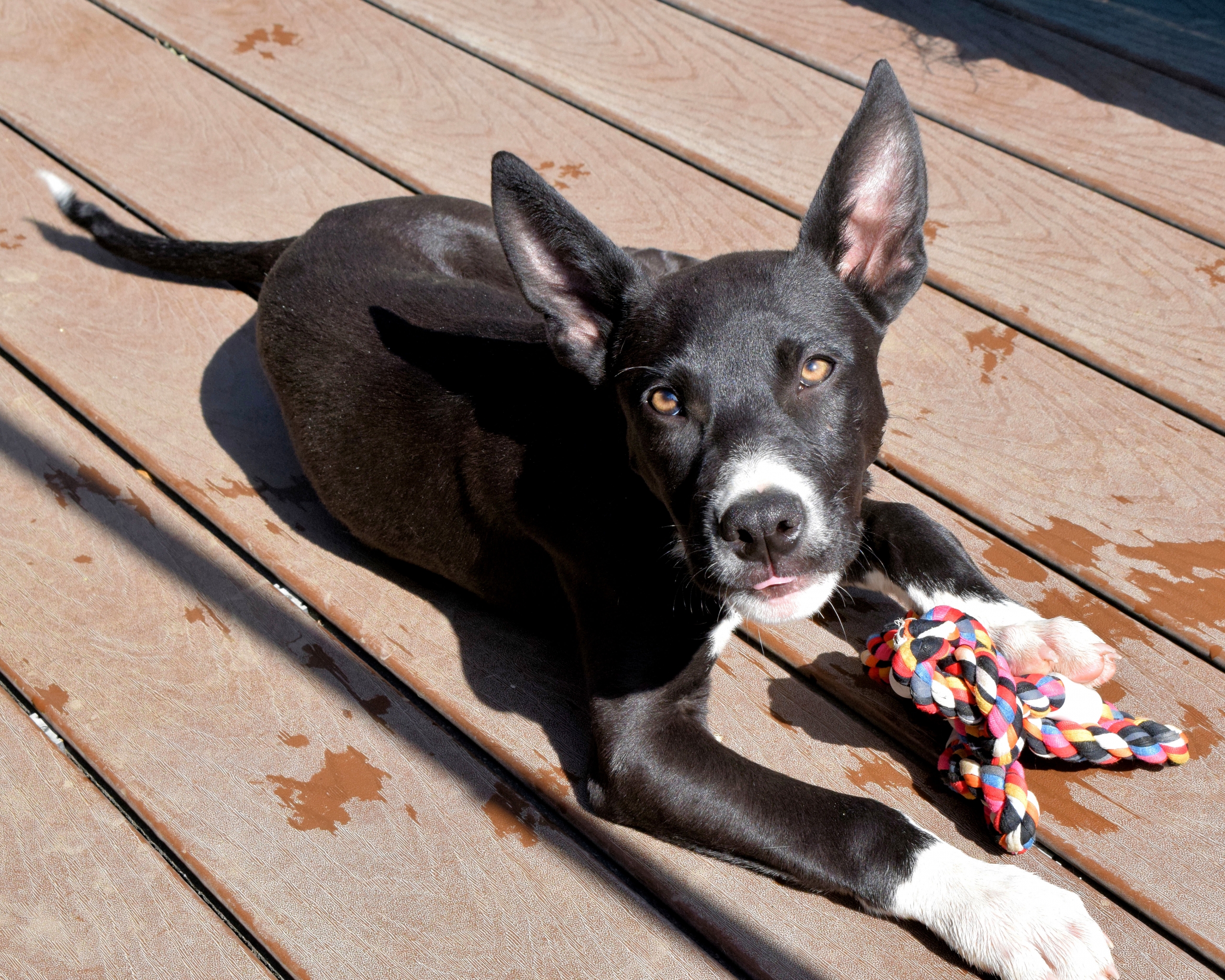 are border collies good trail dogs