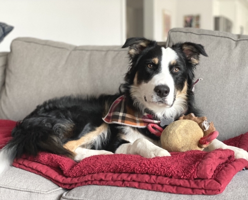 how much is it to get a border collie neutered