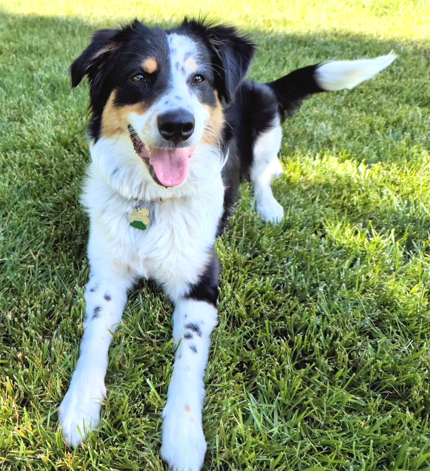 ADOPTED – PRESLEY - Northern California Border Collie Rescue & Adoptions