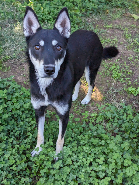 What's the Price of a Border Collie in 2023?