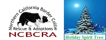 Northern California Border Collie Rescue & Adoptions