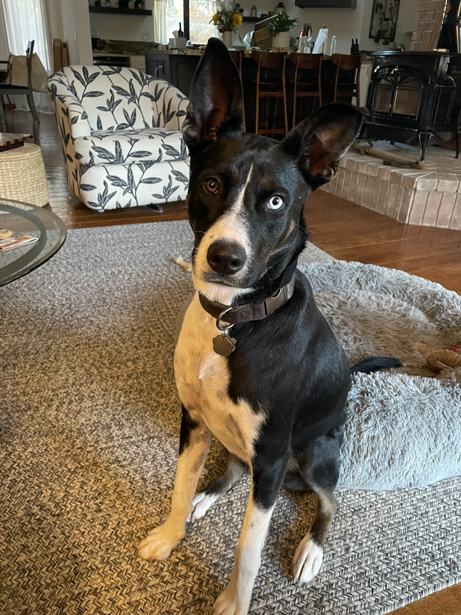 Home - Western Border Collie Rescue