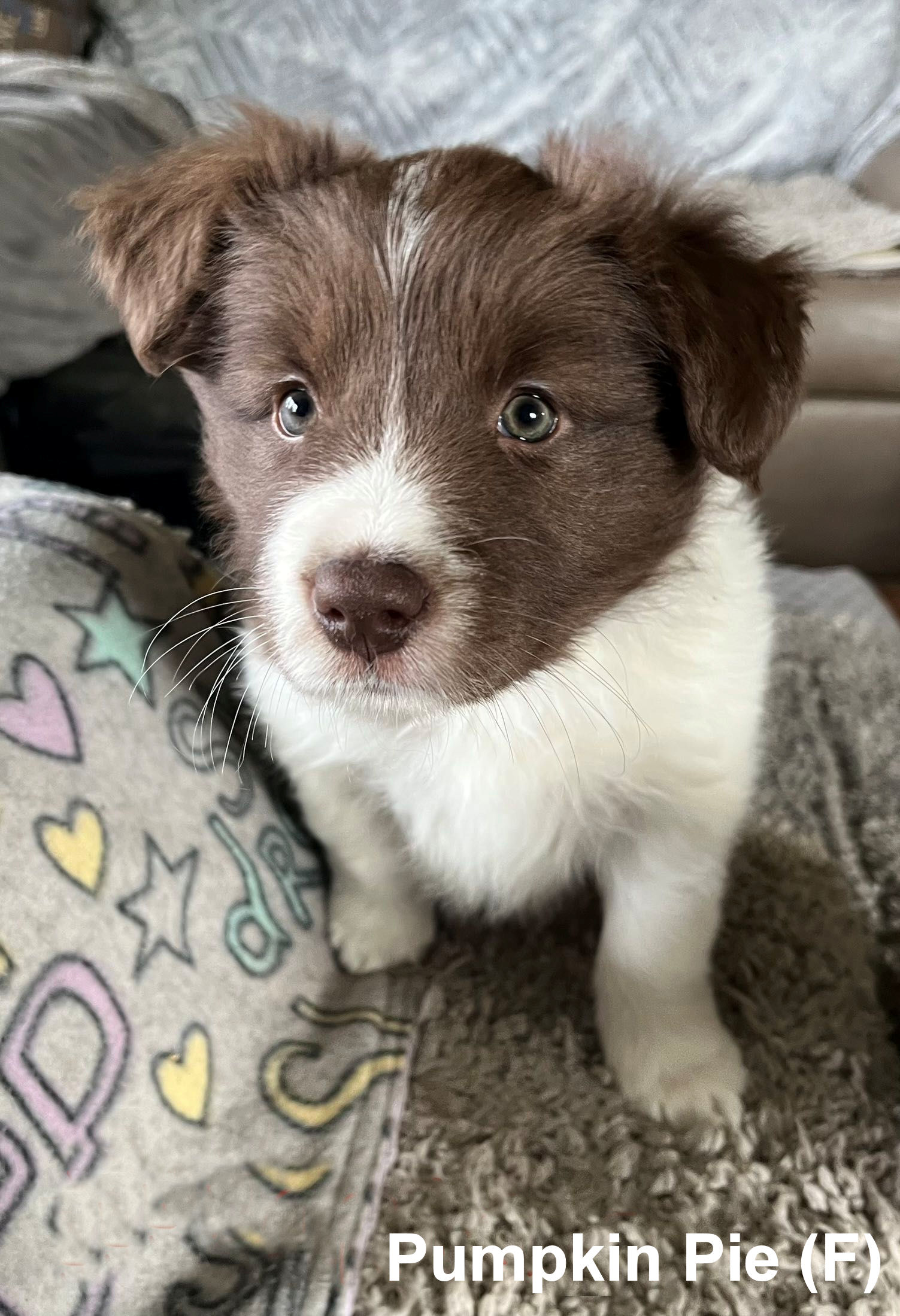 Border collie hot sale mix rescue