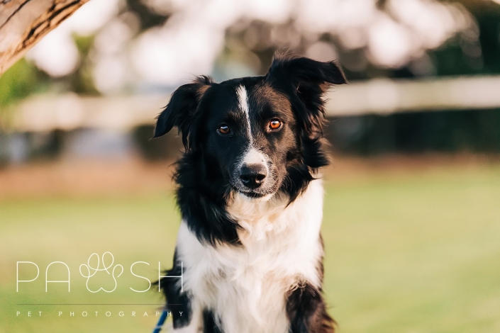 Border Collie Rescue
